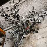 ...e un albero di limone